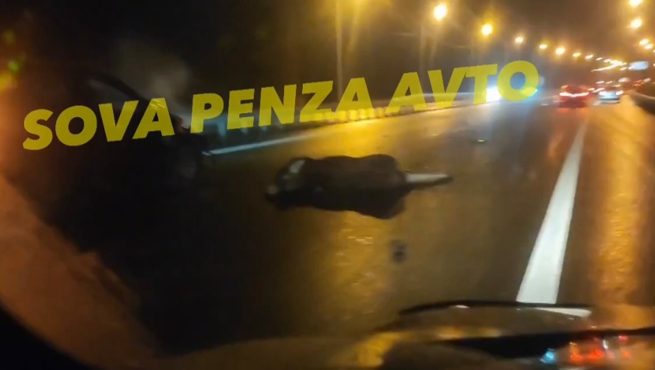 На трассе М5 под Пензой сбили лося