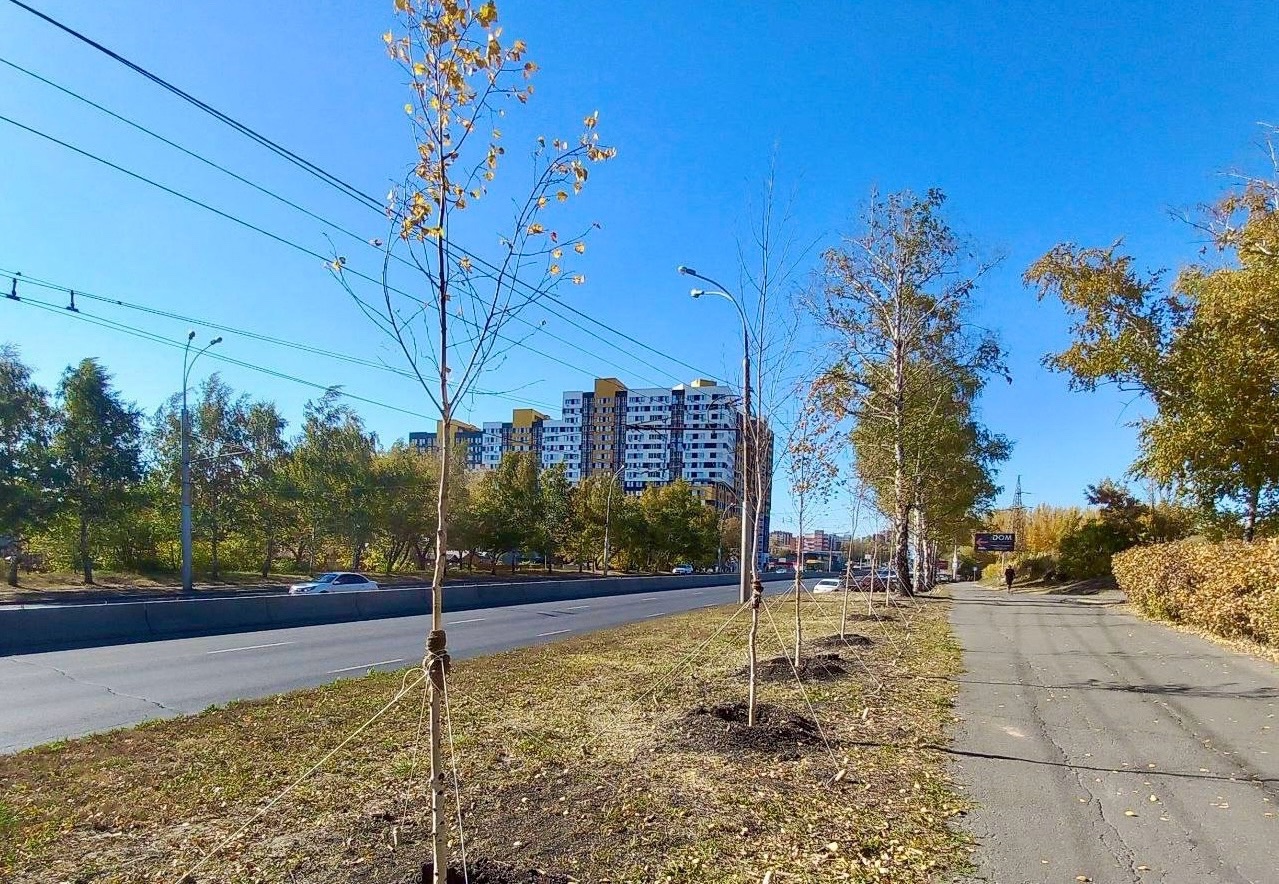 В Пензе на проспекте Победы начали высаживать 25 берез