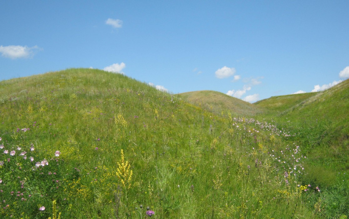 Энтомолог призывает защитить степи Пензенской области