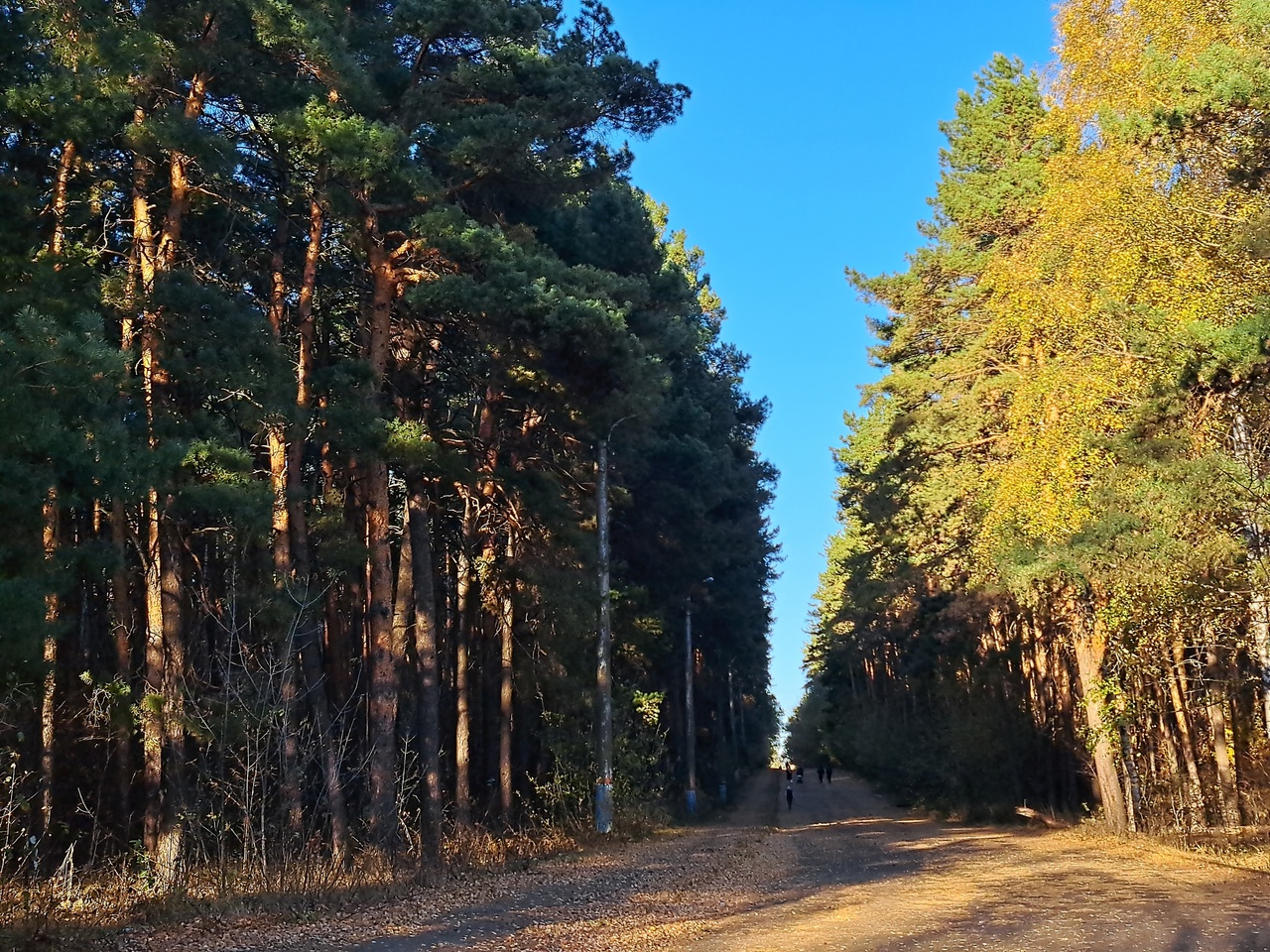 В Сердобске начали разработку документации для проекта Сосновый бор – семейная аллея