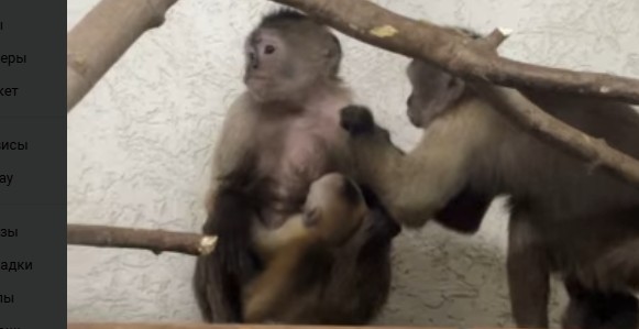 В Пензенском зоопарке родился очаровательный капуцин-плакса