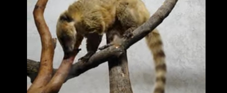 В пензенском зоопарке носухи переехали в новый вольер