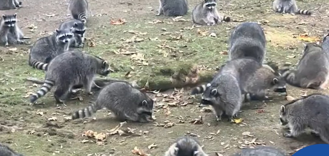 Сотни енотов устроили осаду дома любительницы животных