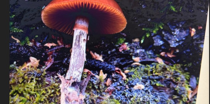 Пензенцы рассказали о смертельно опасном грибе, который легко спутать с опенком