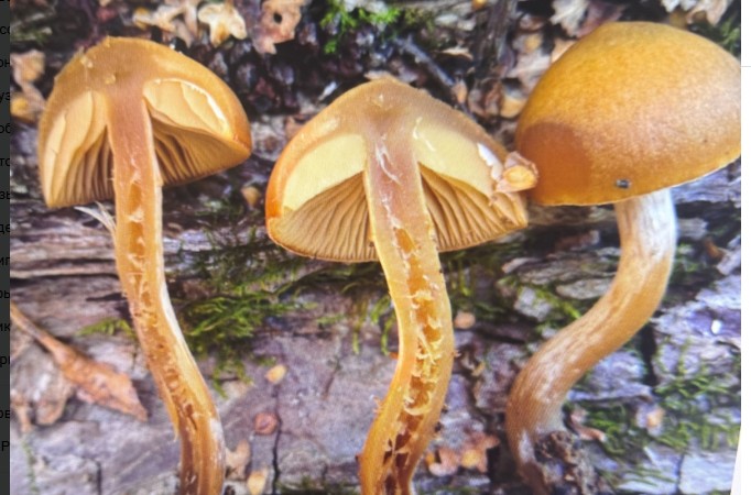 Пензенцев предупредили о смертельно ядовитых грибах в лесу