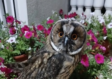В Пензе совенок вернулся вместе со своей семьей к девочке, которая его спасла