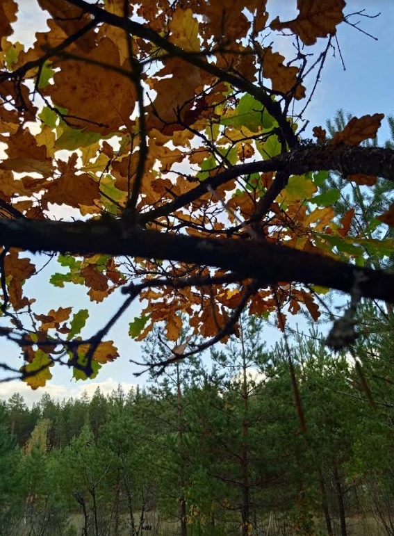 Из пензенских лесов исчезли рыжики