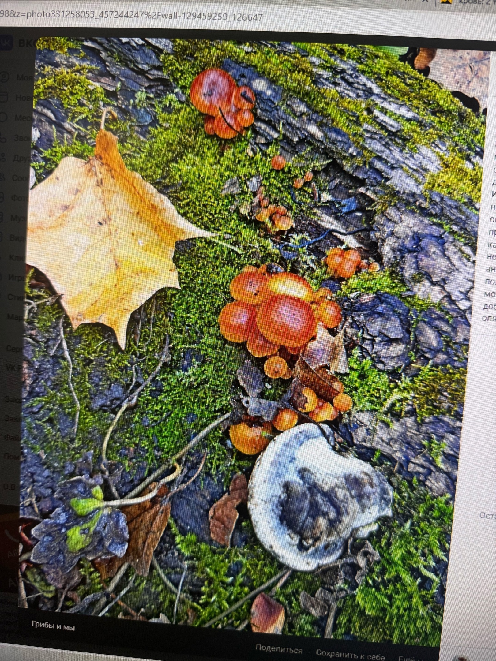 Пензенские грибники обнаружили в лесу зимние опята