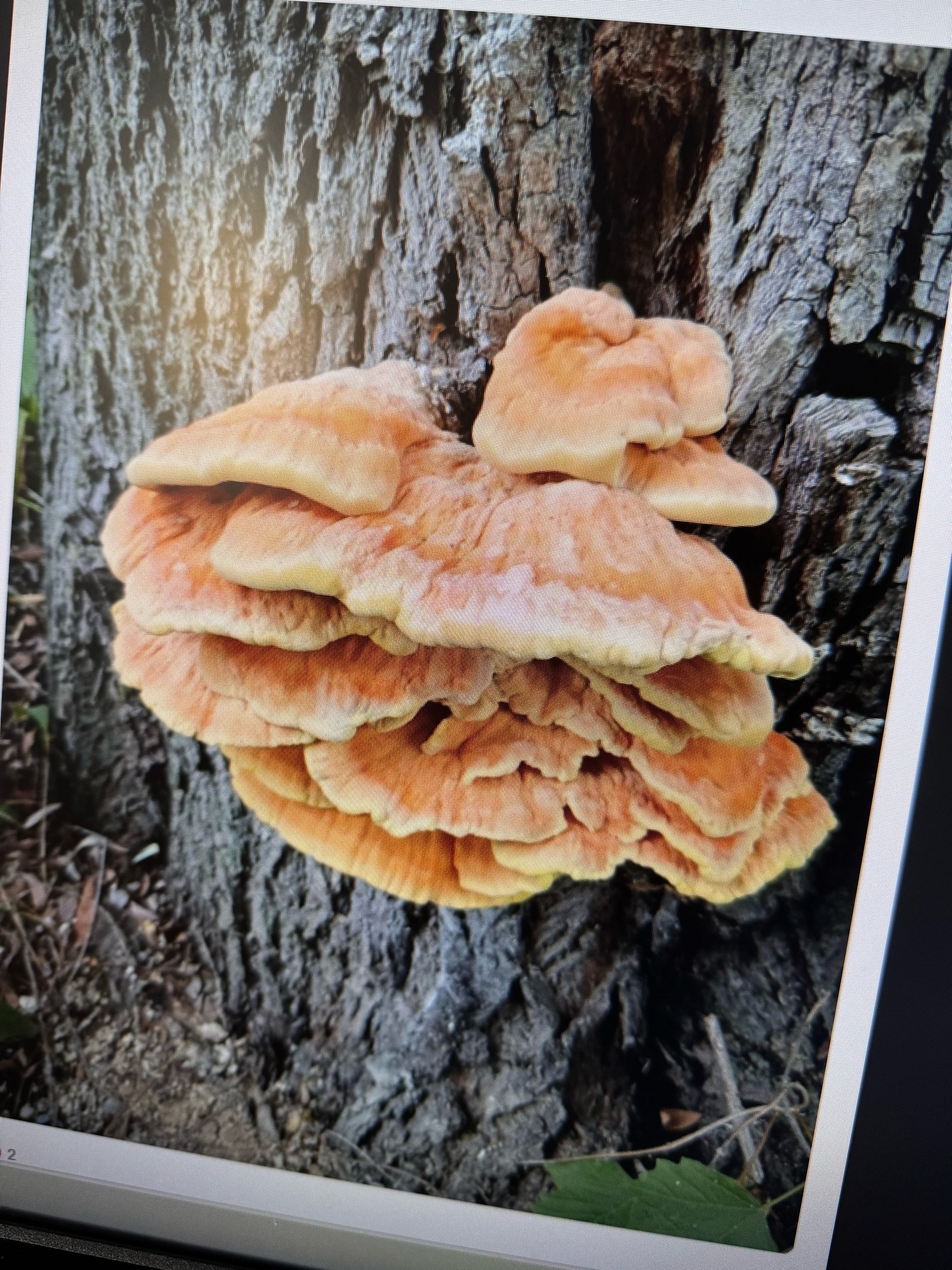 Пензячка обнаружила в лесу гриб-курицу