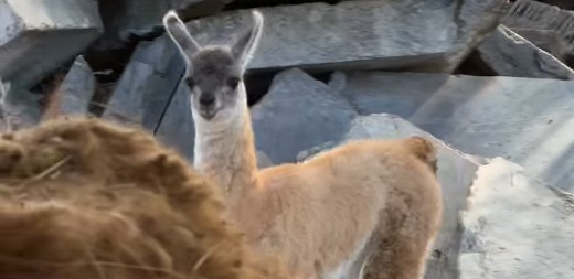 В Пензенском зоопарке лама Липа впервые стала мамой