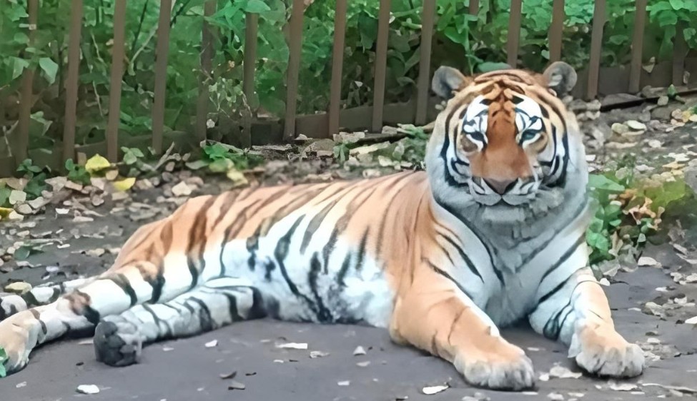 Амурский тигр из Зеленогорска переедет в Пензенский зоопарк