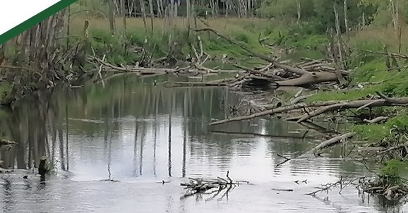Проект расчистки пруда на реке Юловка в Городище получил одобрение экспертизы
