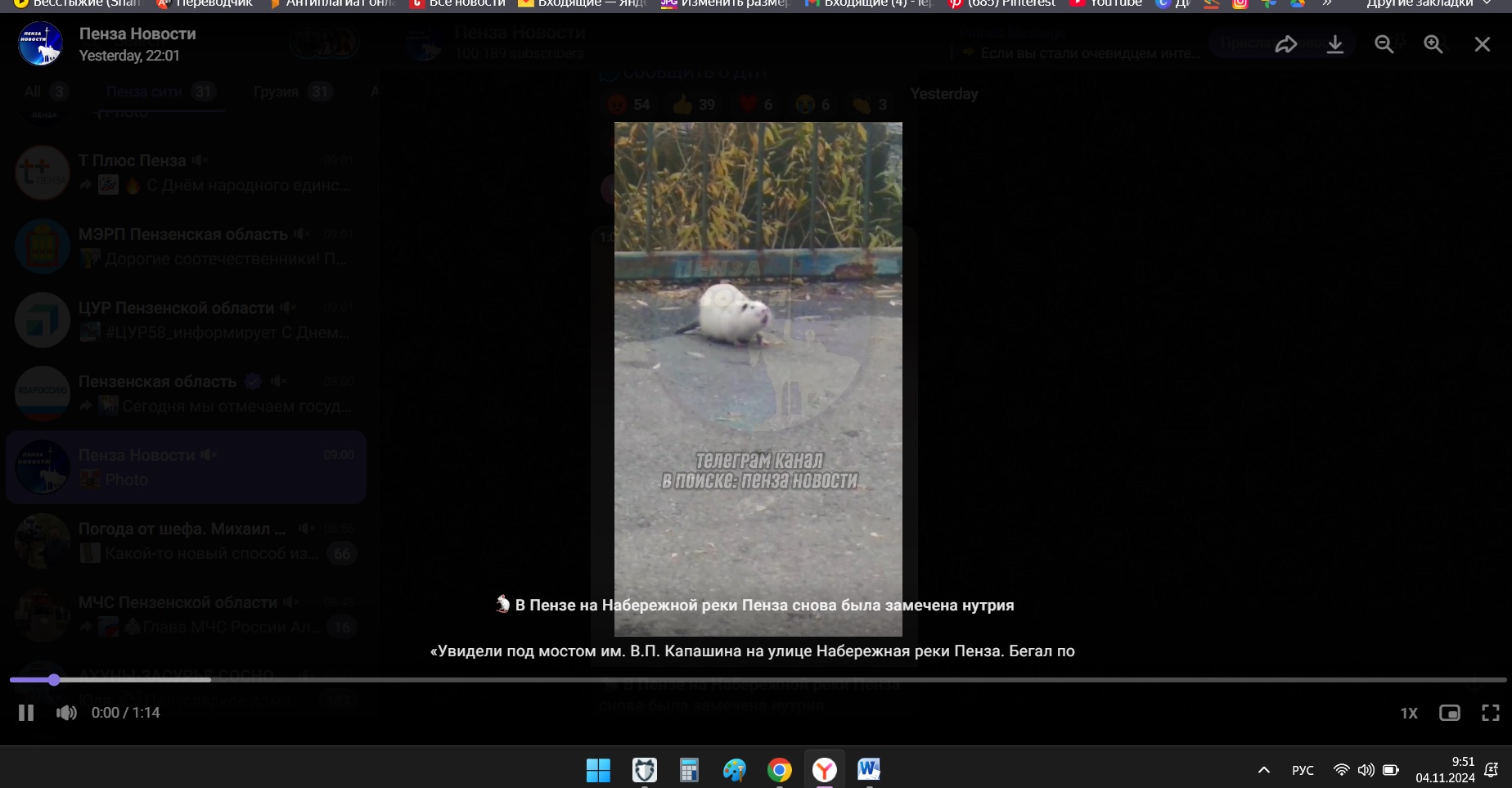 В Пензе на набережной жители заметили белого мыше-бобра