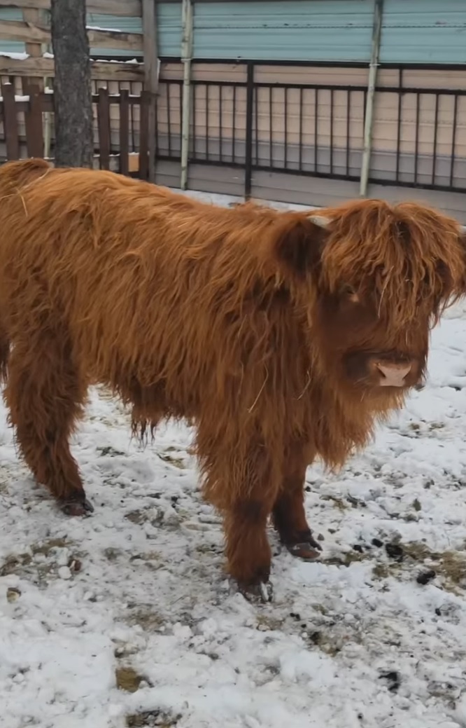 В Пензенском зоопарке поселился «Серкан», но без Болата