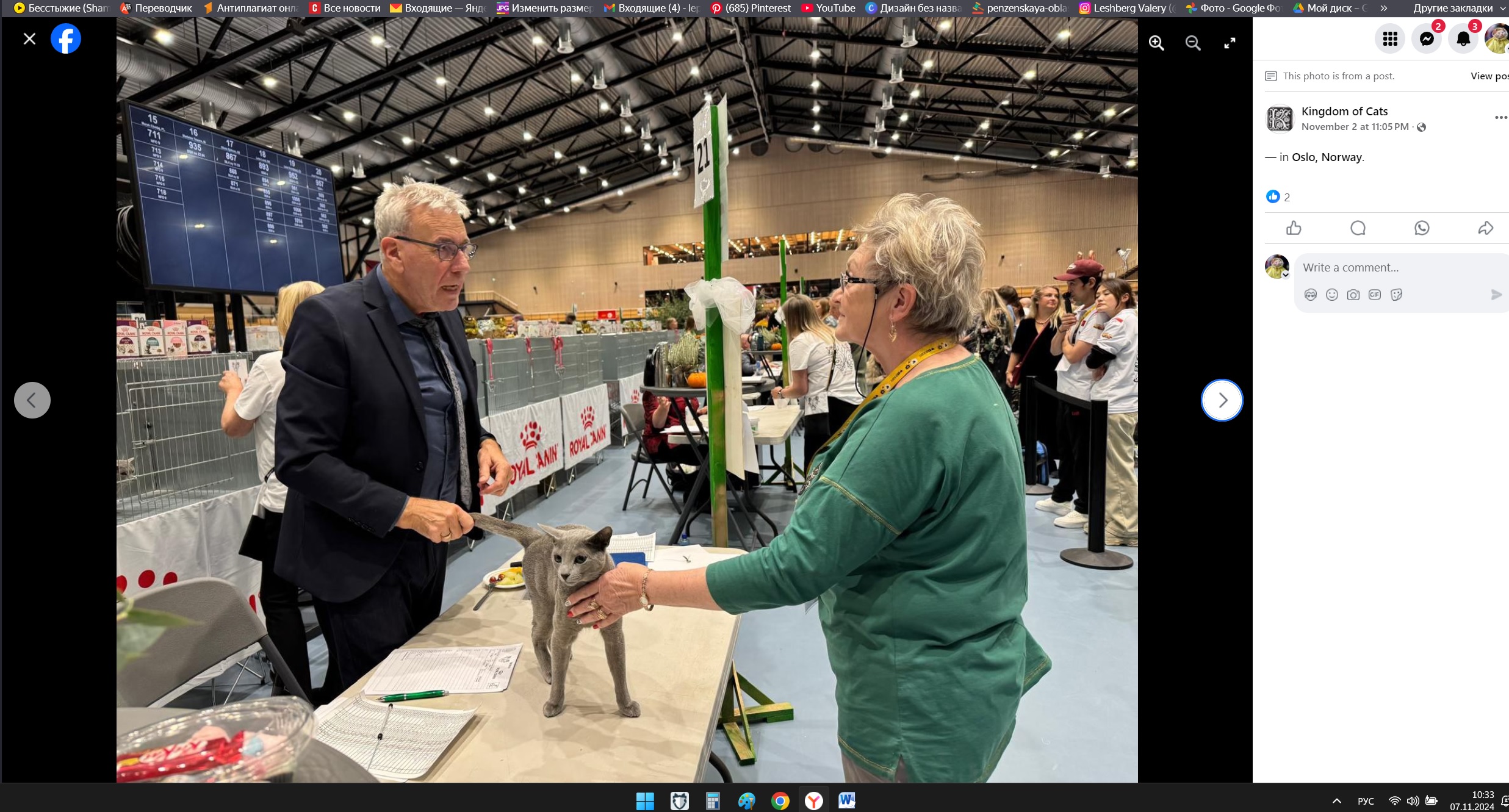 На Всемирной выставке выбрали самого красивого кота на планете