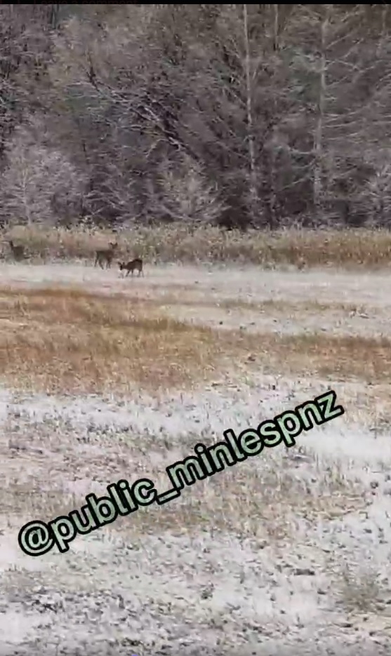 В Шемышейском районе на видео запечатлели трех прыгающих косуль