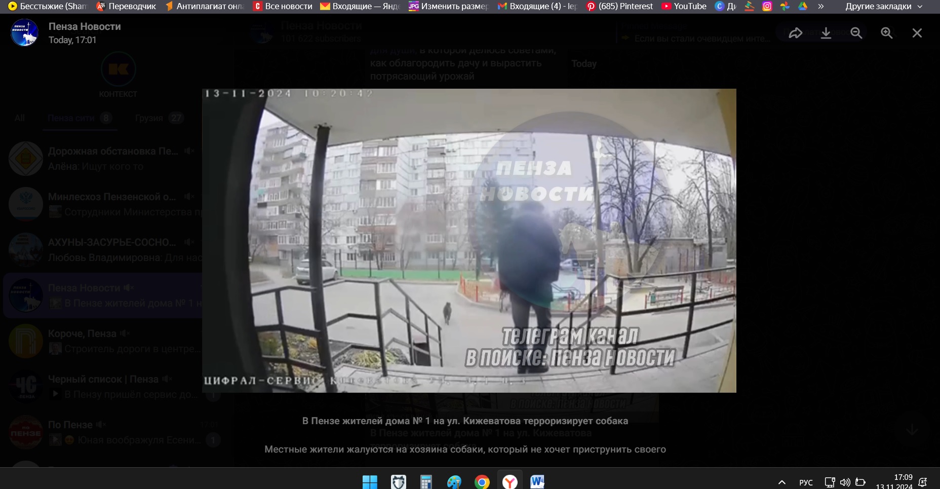 В Пензе домашний пес держит в страхе жителей улицы Кижеватова