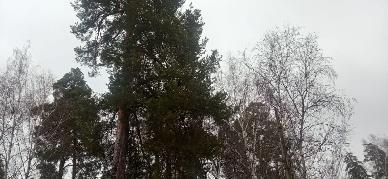 Объявлен режим повышенной готовности: причины