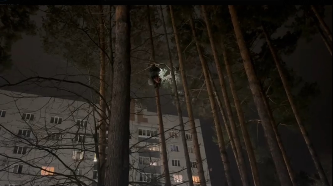 В Заречном альпинист забрался на сосну ради спасения кота и кошки