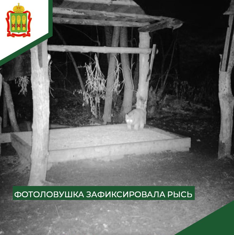 В Лунинском районе удалось снять на фото дикую рысь
