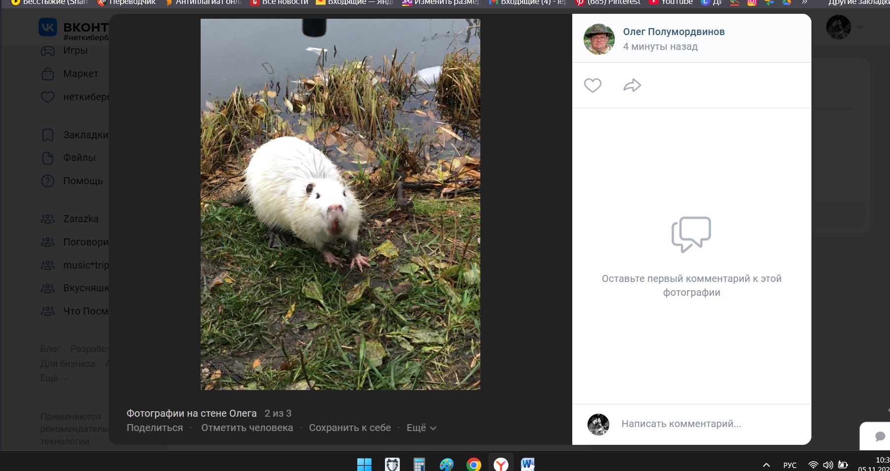 Пензенцев попросили подкормить белую нутрию, живущую под мостом