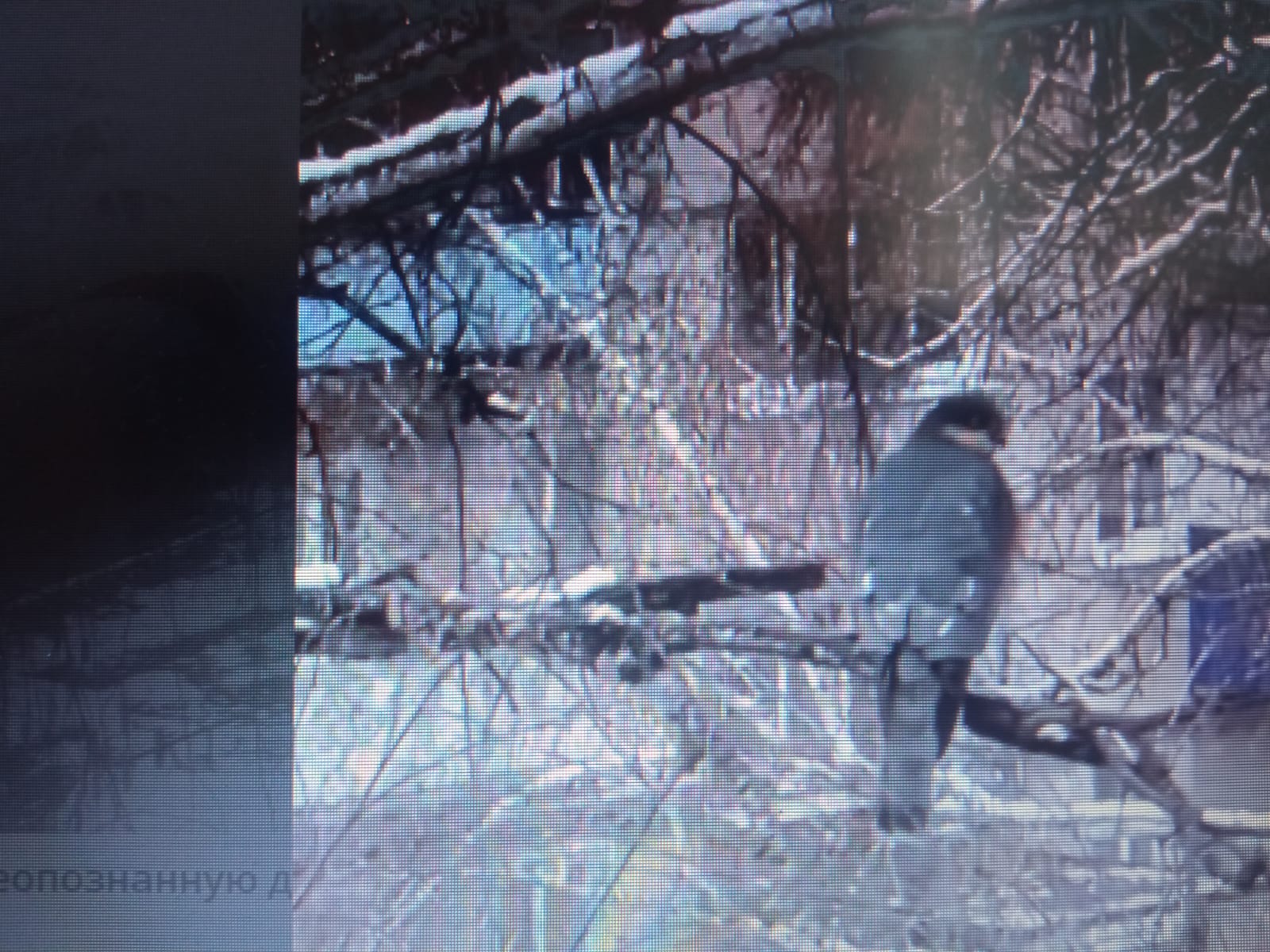 Энтомолог Олег Полумордвинов рассказал о неопознанной птице на Шуисте