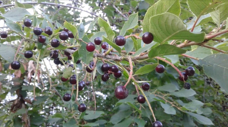 Врач-дерматовенеролог рассказал пензенцам о пользе варенья для кожи