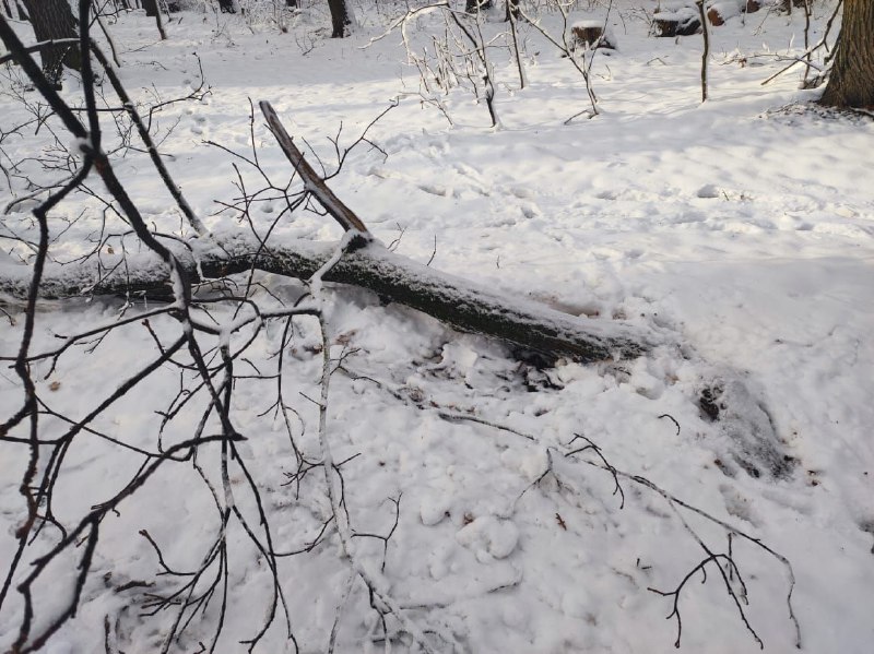 В Пензе следователи проводят проверку из-за гибели мужчины на Олимпийской аллее