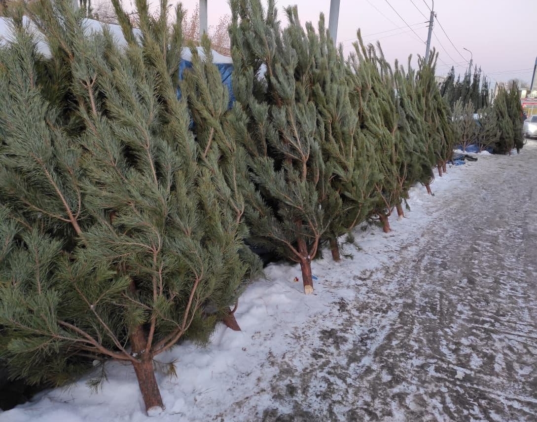 В Кузнецке проведут аукцион на размещение елочных базаров