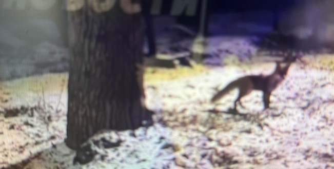 В Пензе на Олимпийской аллее горожане заметили лису