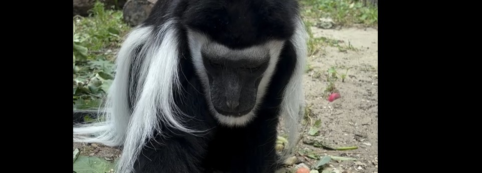 В пензенском зоопарке колобус Паула отметила 36-летие