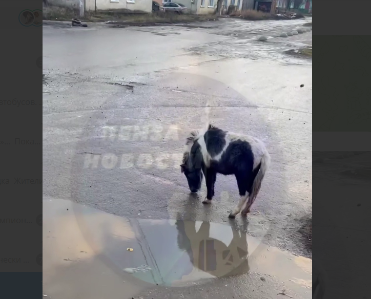 Пони-беглецы устроили променад по улицам Кузнецка