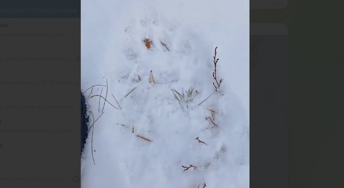 В минлесхозе предупредили кузнечан о возможности встречи с медведем