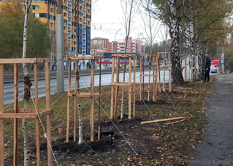 Пенза стала зеленее: осенью высажено более 100 деревьев