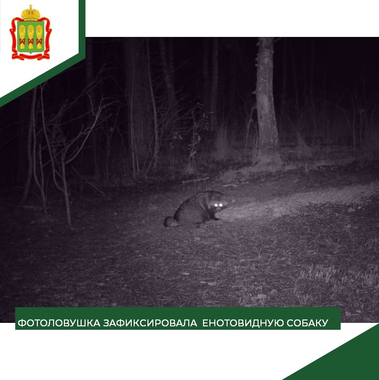 В Пензенской области фотоловушка поймала енотовидную собаку