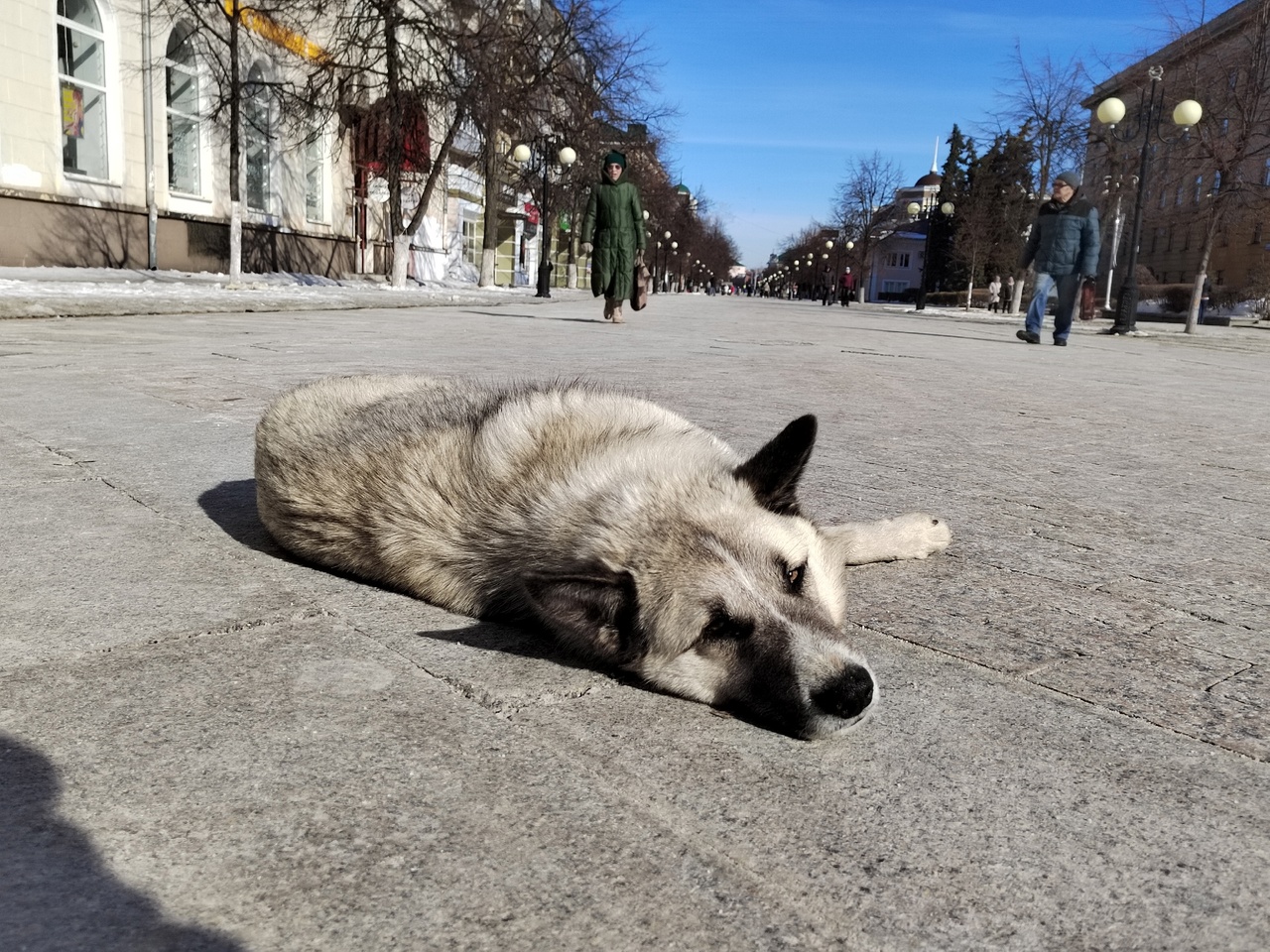 В Пензенской области наблюдается дефицит препаратов от бешенства у людей