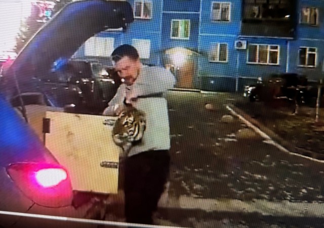 Зоопарк опроверг информацию о «блогере», везущем тигра из Новосибирска в Пензу