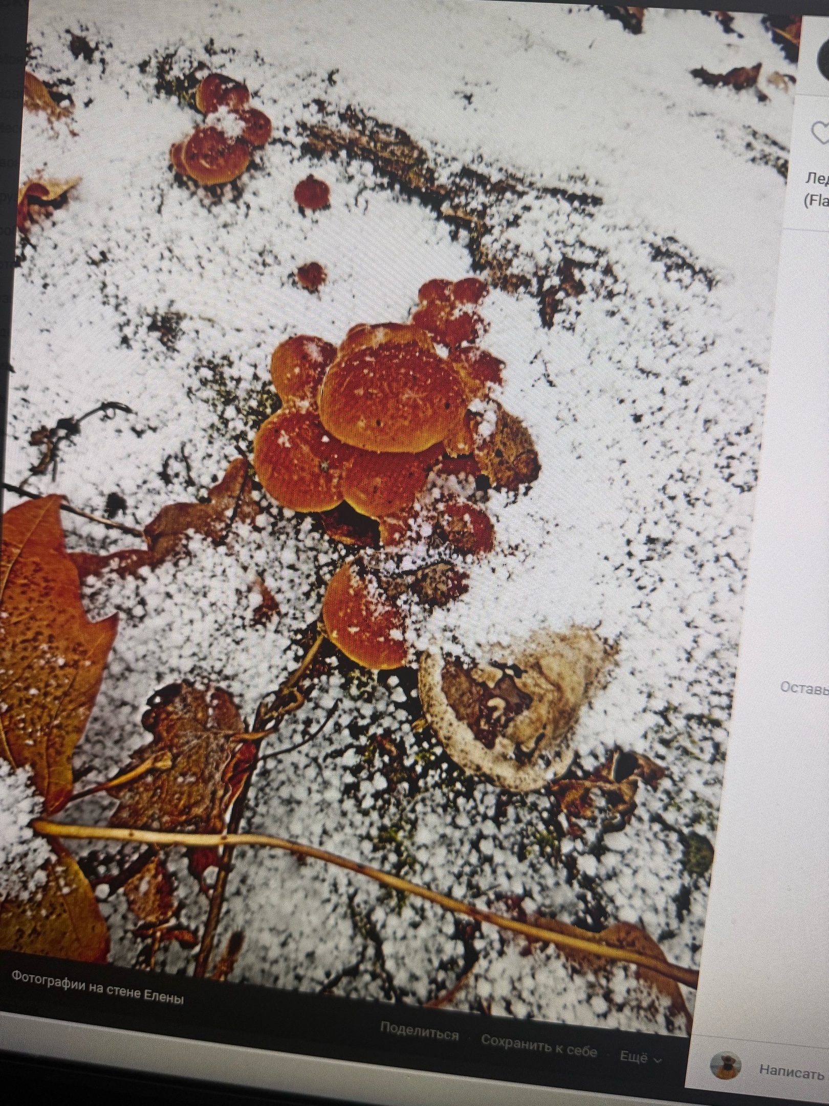 В Пензенской области опята растут даже в снегу