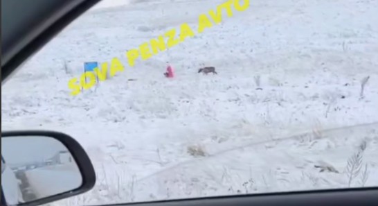 Необычная прогулка Деда Мороза с оленем в Ольшанке восхитила пензенцев