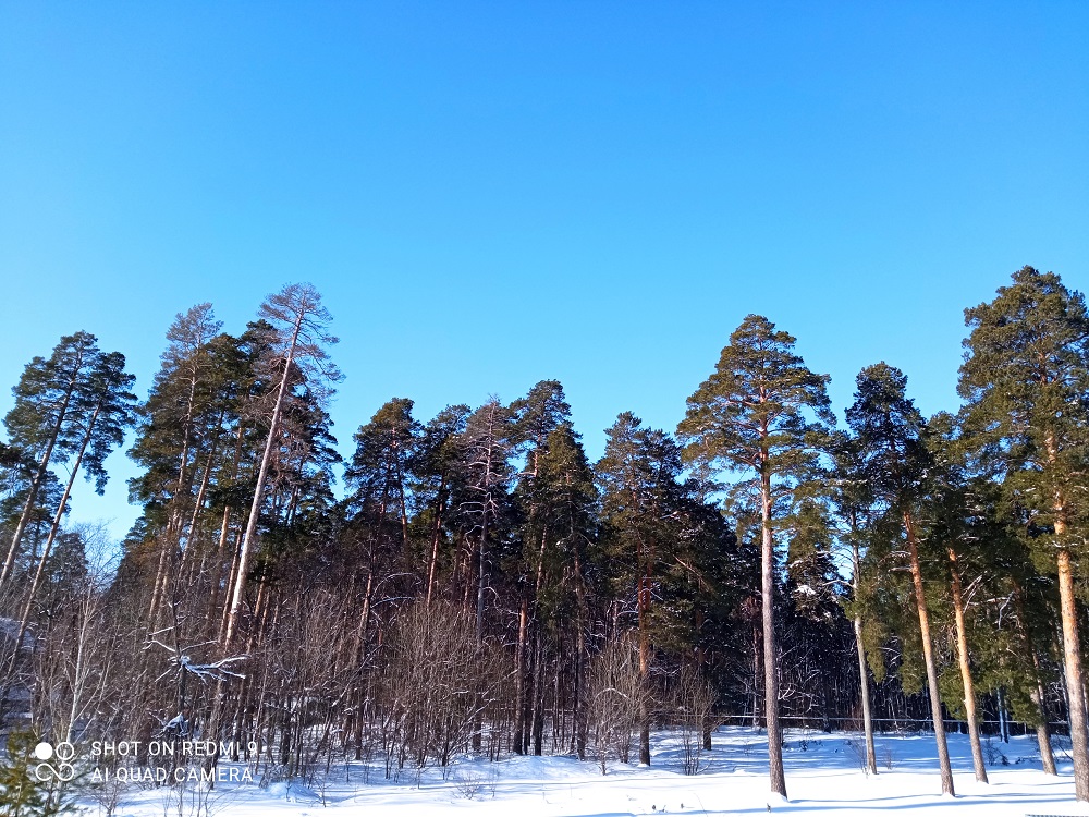 Пензу ждет аномально теплая предновогодняя неделя