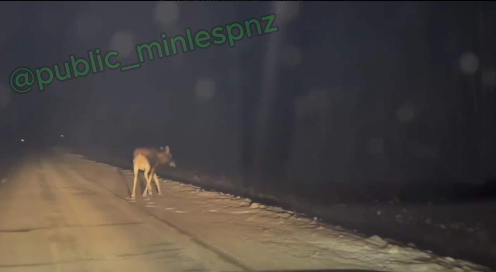 В Никольском районе на дороге заметили лосиху с детенышем