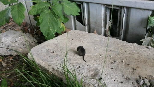 Эксперт подтвердил нашествие крыс в Пензе