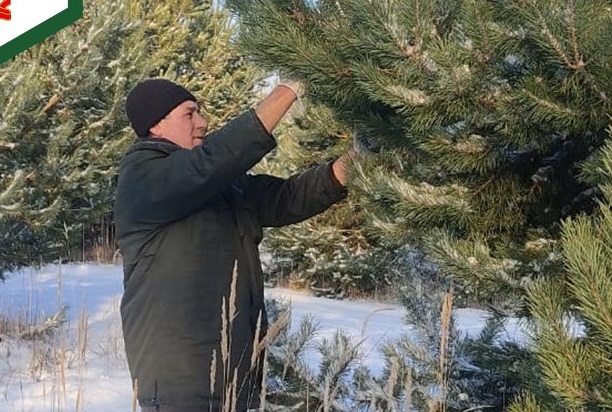 В Кузнецком лесничестве заготовлено 20 кг семян сосны