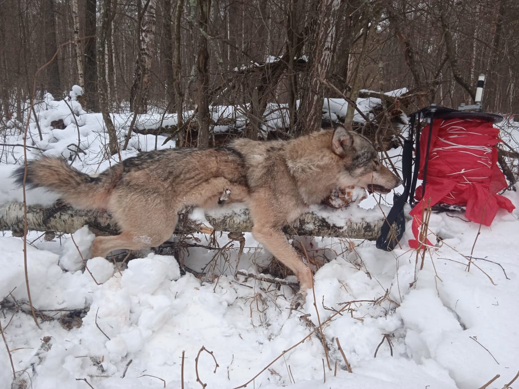 В Лунинском районе Пензенской области убили волка