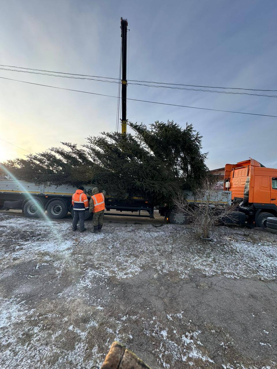 В Кузнецке установили 11-метровую ель, подаренную горожанином