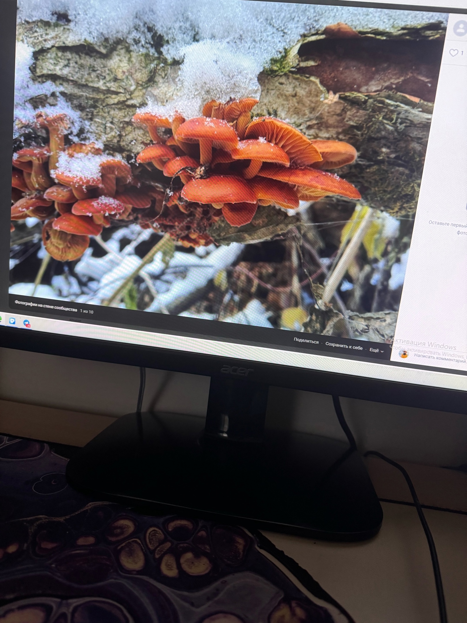 Пензенцы собирают опята под снегом