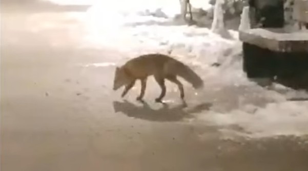 Лисичка-путешественница облюбовала сердобский парк «Березовая роща»