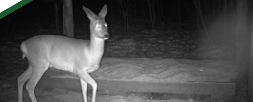 Косуля попала в объектив фотоловушки в заказнике «Ломовский»