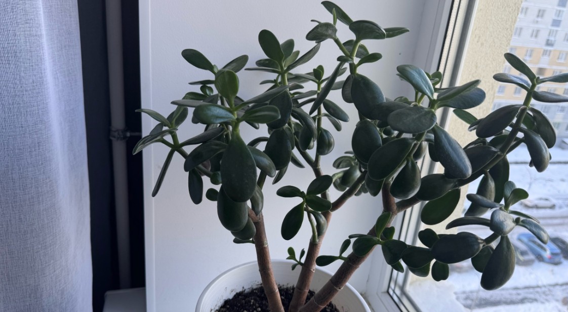 5 комнатных растений для привлечения богатства в год Зелёной Деревянной Змеи