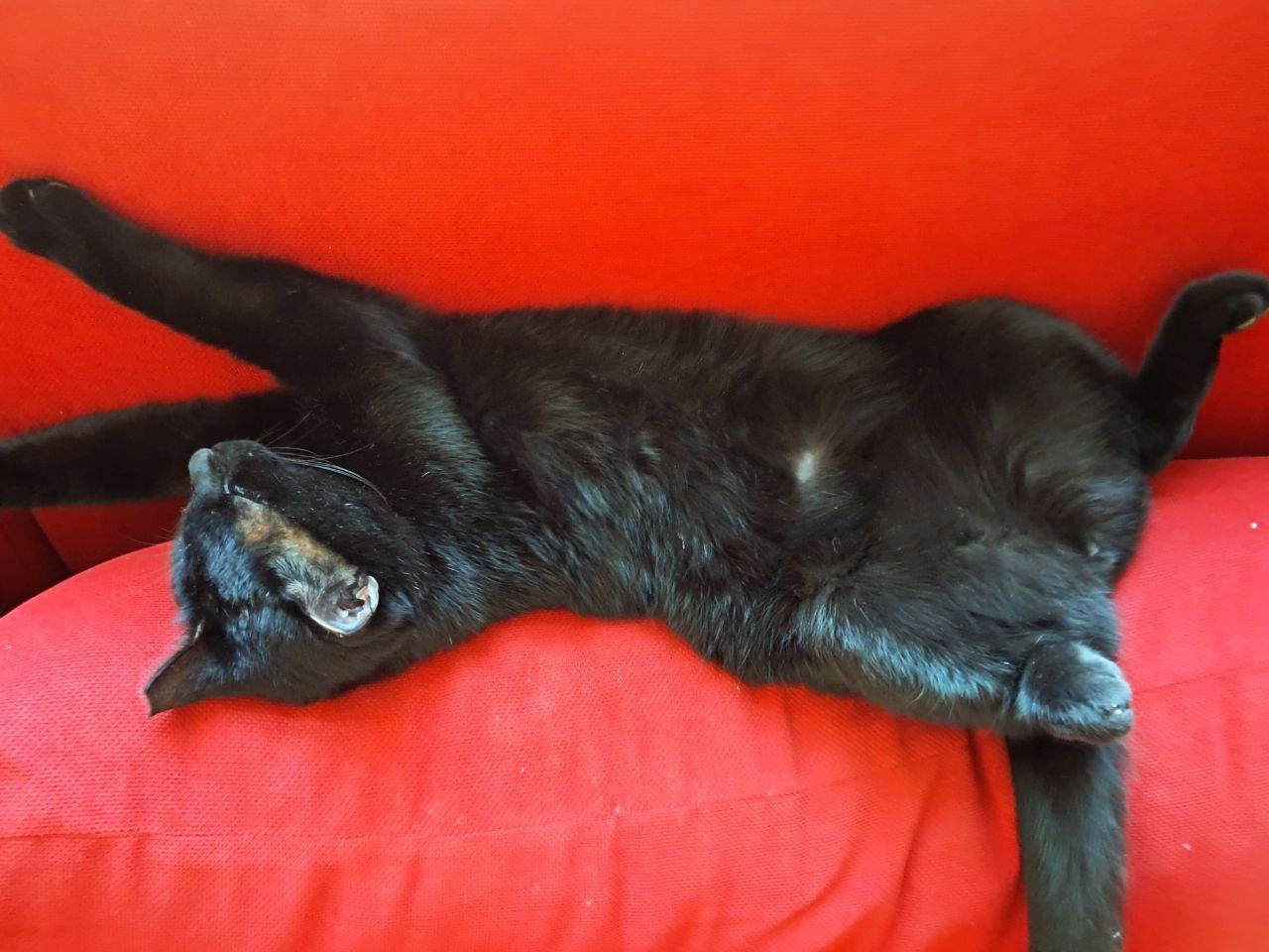 Почему кошка урчит: тайна симфонии удовольствия